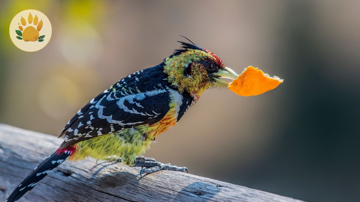 Mwea National Reserve Birding Guide (Near Nairobi) - photo 2