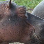 Mzima Springs: Kenya's Underwater Hippo Viewing Point