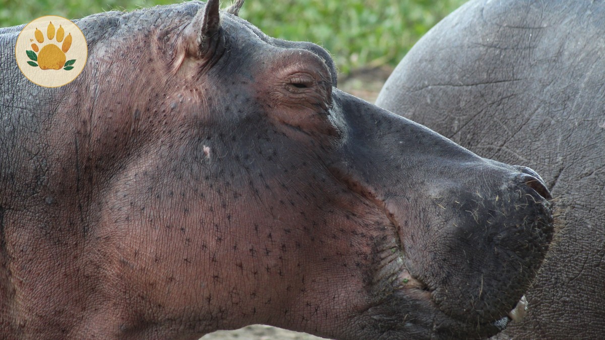 Mzima Springs: Kenya's Underwater Hippo Viewing Point