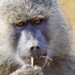 Nairobi Airport Buffer Time Safari Planning Guide