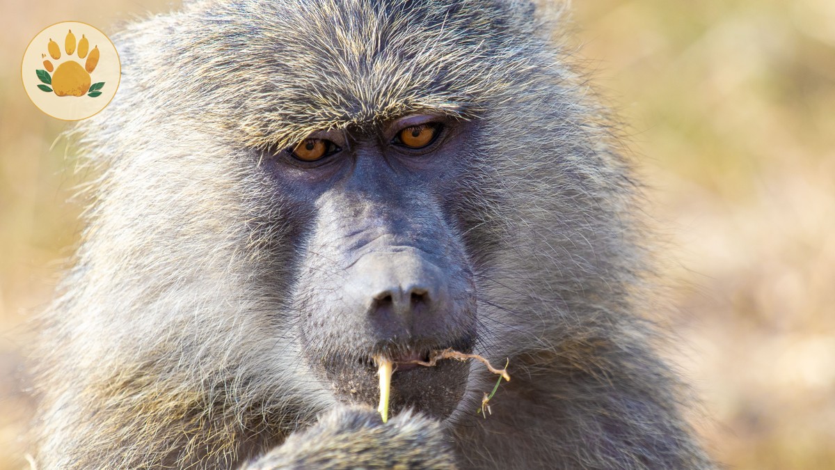 Nairobi Airport Buffer Time Safari Planning Guide