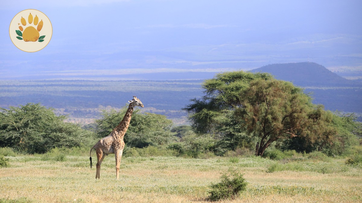 Nairobi Airport Buffer Time Safari Planning Guide - photo 1