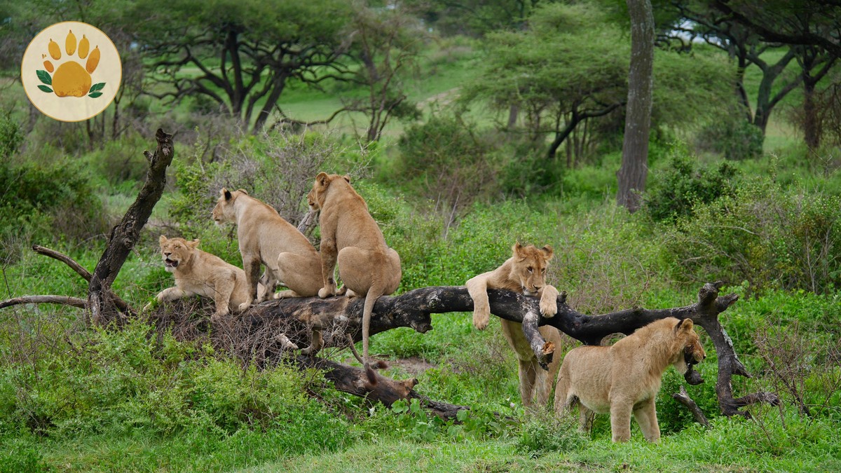 Nairobi Airport Buffer Time Safari Planning Guide - photo 2