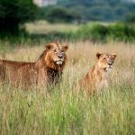 Nairobi Backpacker Hostels: Your Best Safari Base