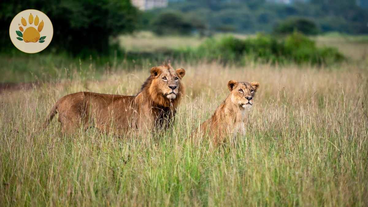 Nairobi Backpacker Hostels: Your Best Safari Base