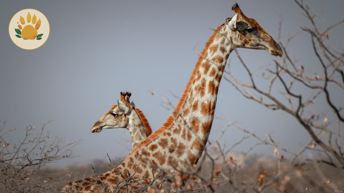Nairobi Backpacker Hostels: Your Best Safari Base - photo 1