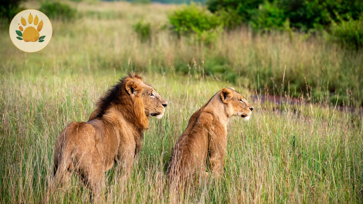 Nairobi Backpacker Hostels: Your Best Safari Base - photo 2