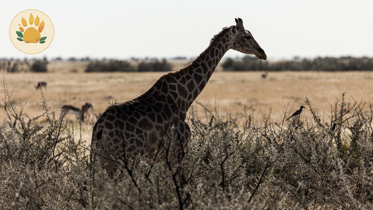 Nairobi Layover Safari Day Trip: How Many Hours You Need - photo 1