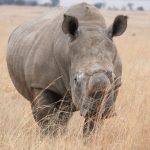 Nairobi to Ol Pejeta Distance, Route and Drive Time