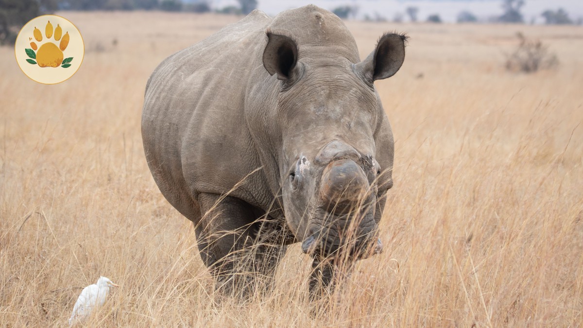 Nairobi to Ol Pejeta Distance, Route and Drive Time