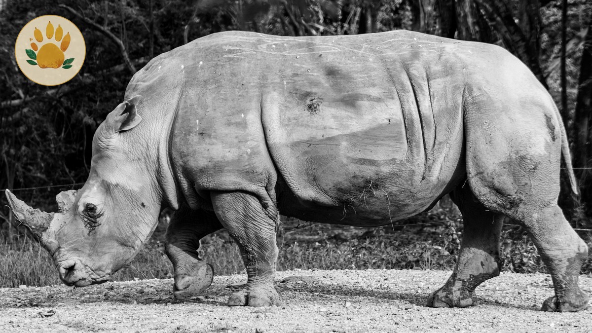 Nairobi to Ol Pejeta Distance, Route and Drive Time - photo 1