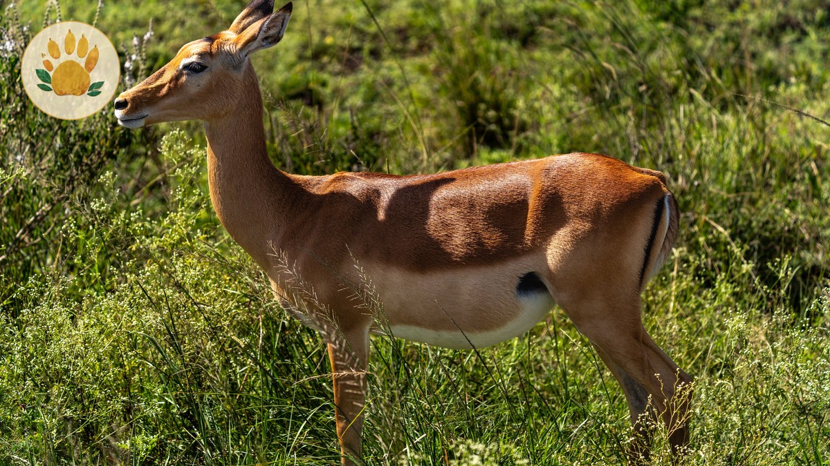 Ndere Island Lake Victoria Safari Guide - photo 2