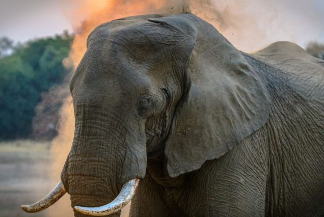 Tsavo East and West Red Elephant Safari
