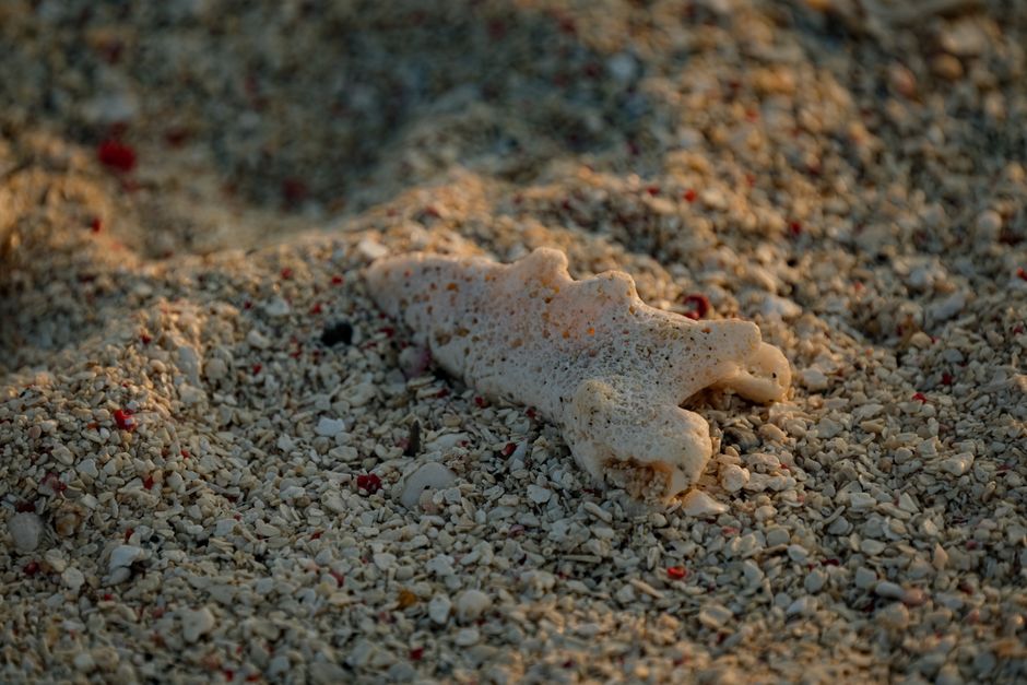 diani-beach sight