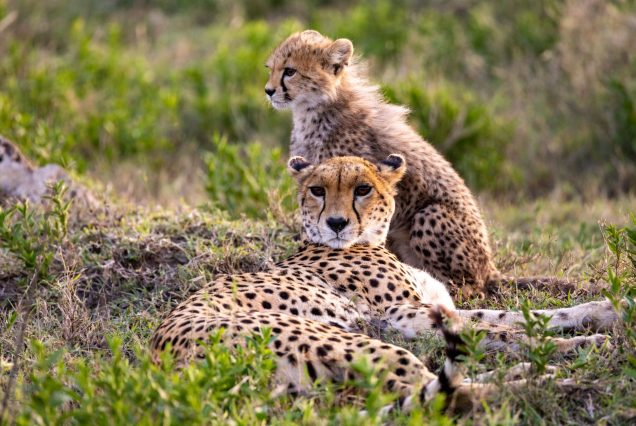 Kenya Family Safari Week