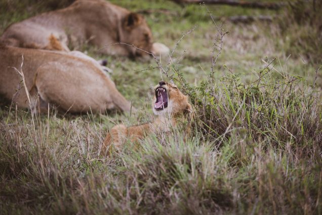 Serengeti and Ngorongoro Explorer