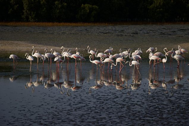 Lake Nakuru and Rift Valley Lakes Safari