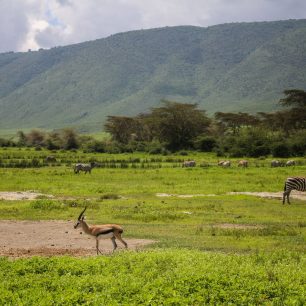 Ngorongoro