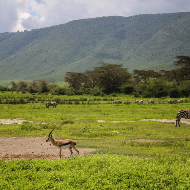 Ngorongoro