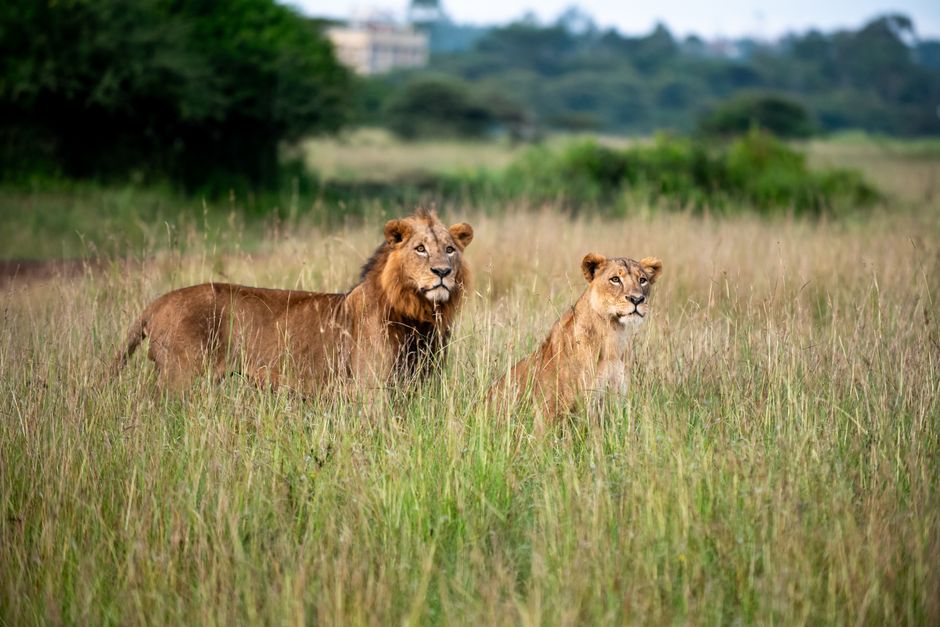 nairobi sight