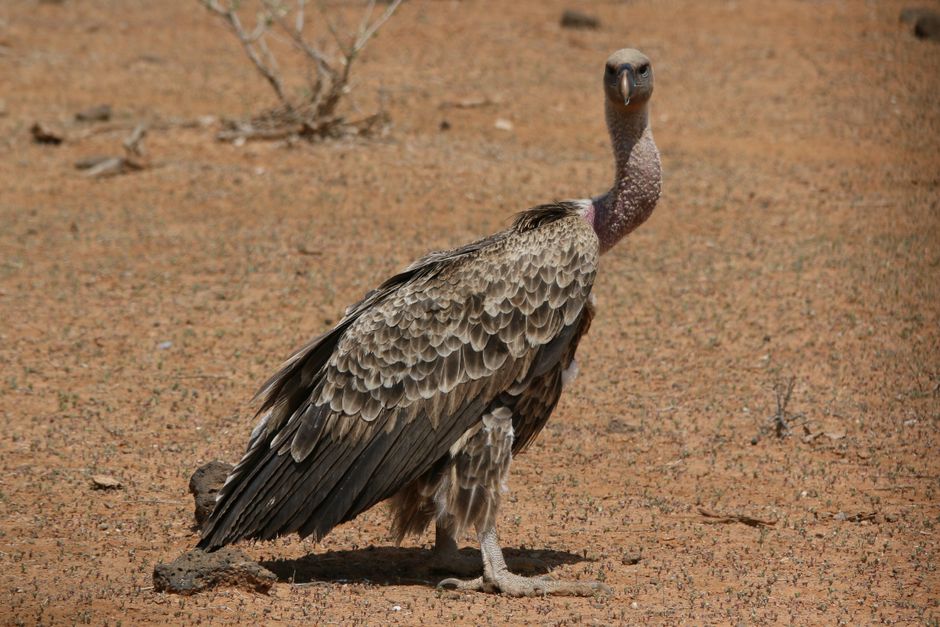 samburu sight