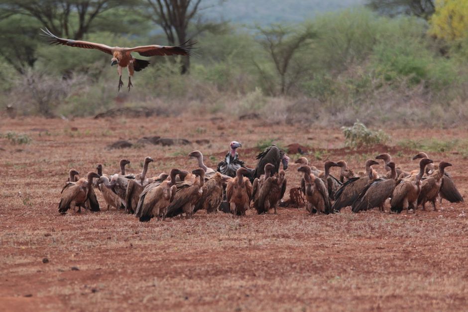 samburu sight