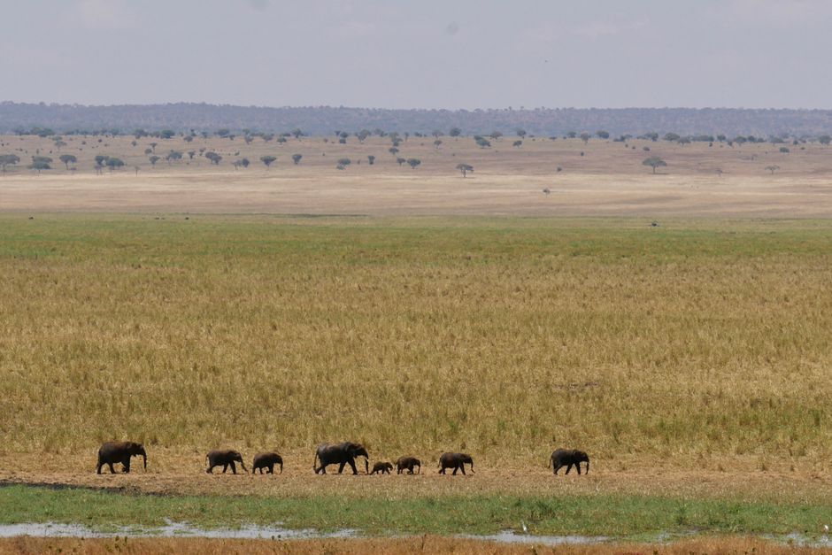 amboseli sight