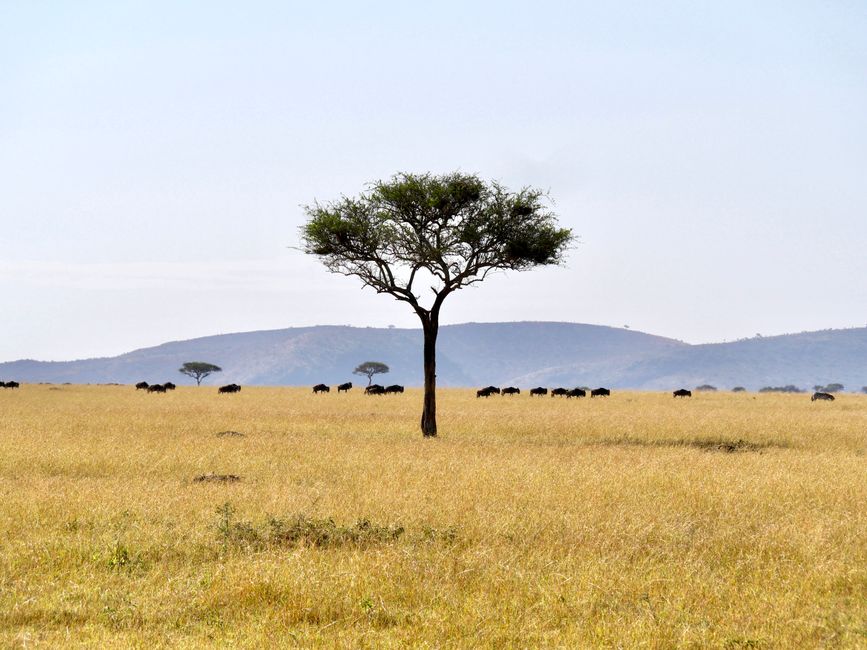 serengeti sight