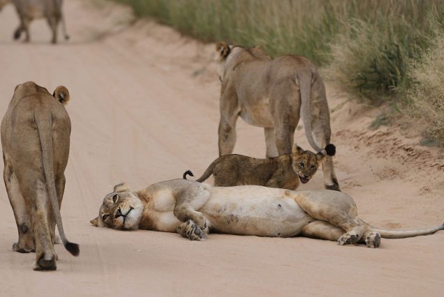 Masai Mara Big Five Safari