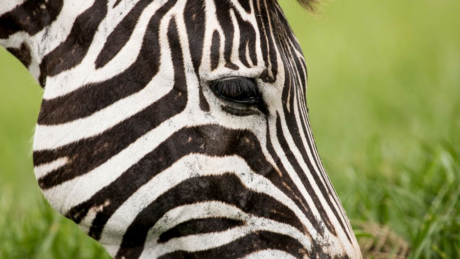 masai-mara sight
