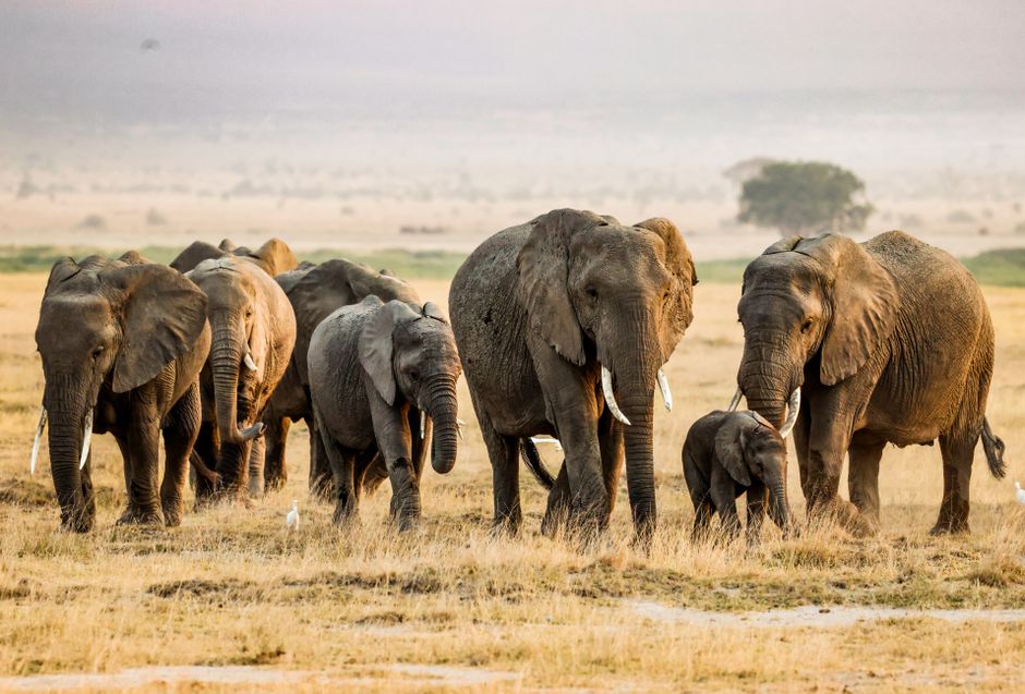 amboseli sight