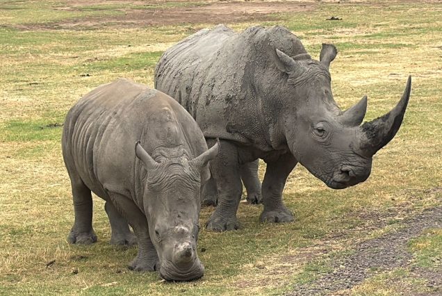 Nairobi Day Safari: Park, Elephants and Giraffes