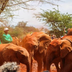 Tsavo