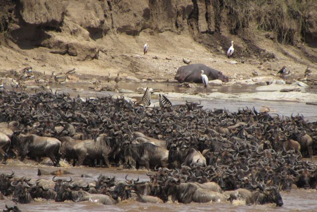 Great Migration River Crossing Safari