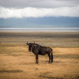 Serengeti
