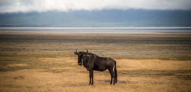 Serengeti