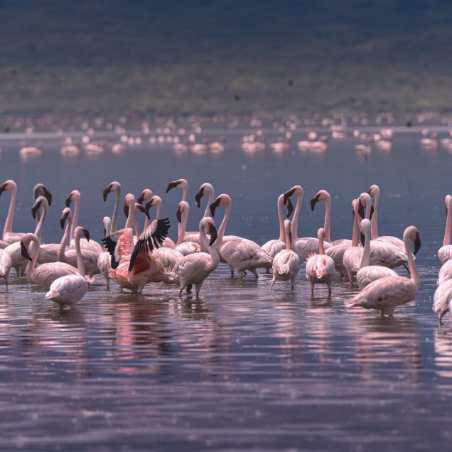 Lake Nakuru