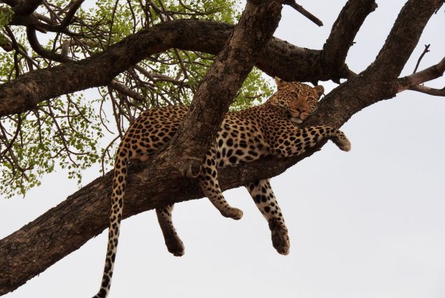 Samburu Special Five Safari