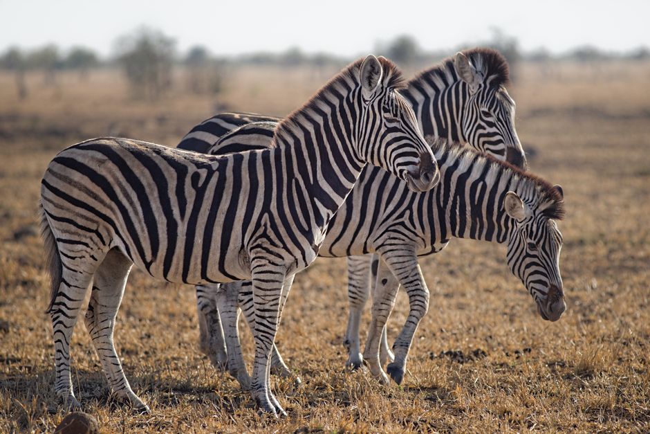 serengeti sight