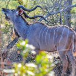 Kenya Plastic Bag Ban: What Not to Pack or Bring