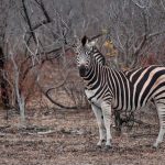 Private Safari vs Shared Group Vehicle: Which Fits You