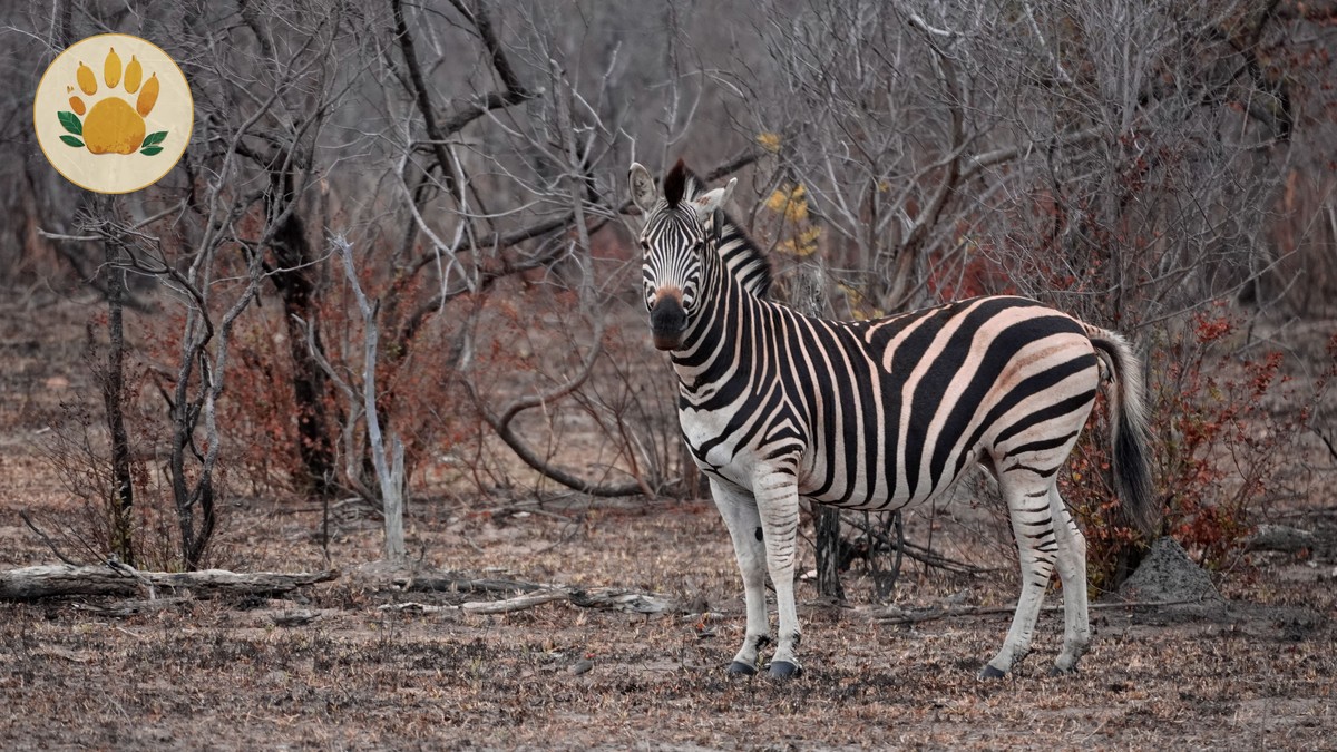 Private Safari vs Shared Group Vehicle: Which Fits You