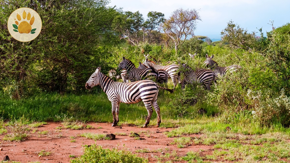 Private Safari vs Shared Group Vehicle: Which Fits You - photo 2