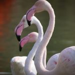Rift Valley Lakes Safari Circuit: Nakuru to Baringo