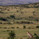 Romantic Sundowner Spots in the Masai Mara