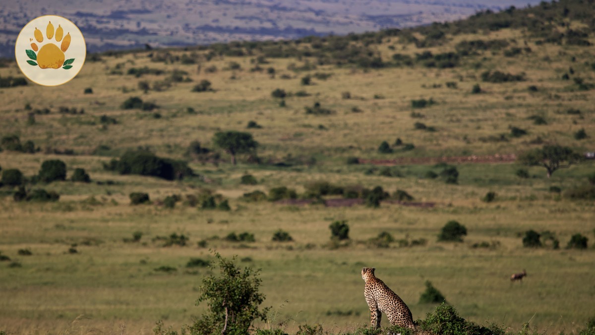 Romantic Sundowner Spots in the Masai Mara