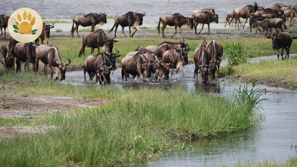 Romantic Sundowner Spots in the Masai Mara - photo 1