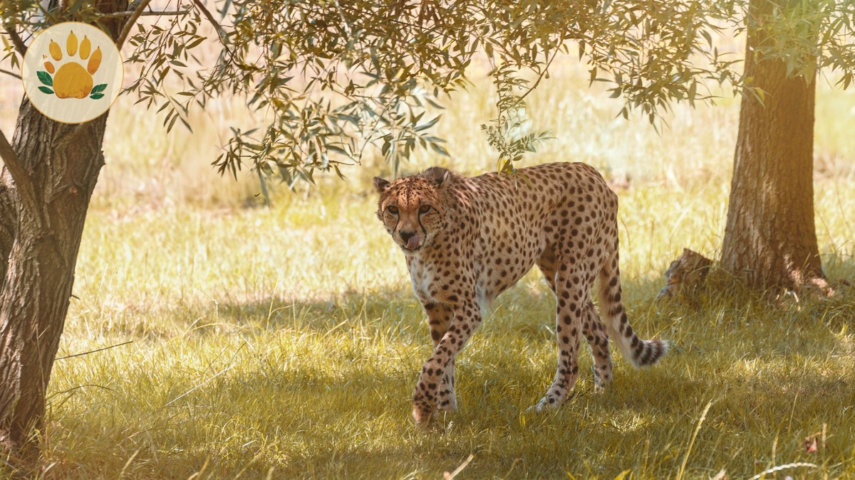 Romantic Sundowner Spots in the Masai Mara - photo 2