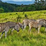 Safari Deposit, Cancellation & Refund Policy: Kenya Facts