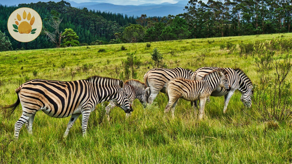 Safari Deposit, Cancellation & Refund Policy: Kenya Facts